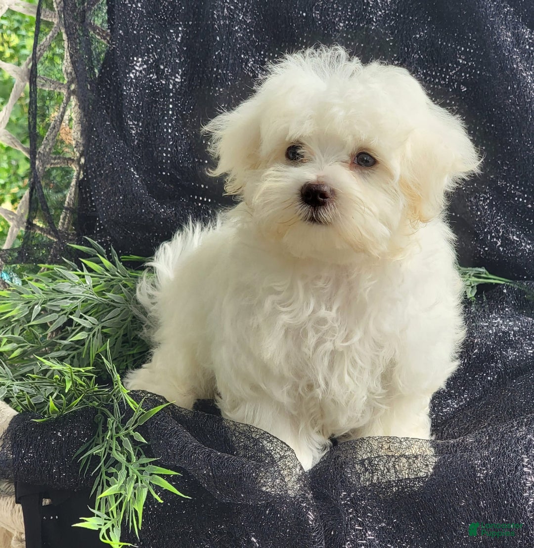 Maltese dogs for sale: Chloe - Image 4