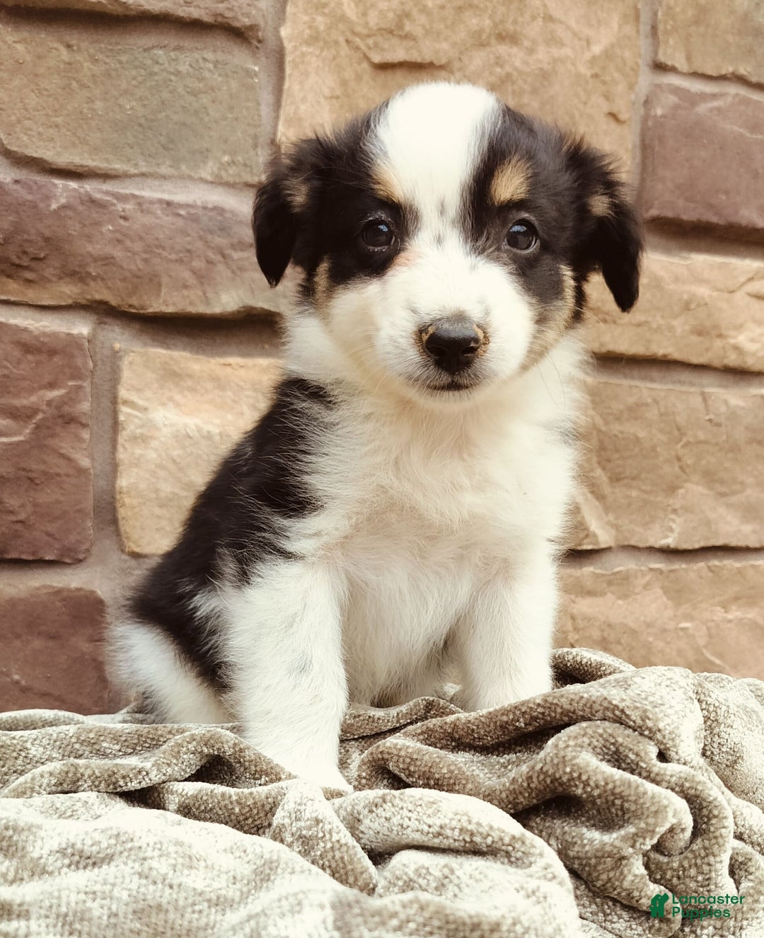 Miniature Australian Shepherd dogs for sale: Maya - Image 4