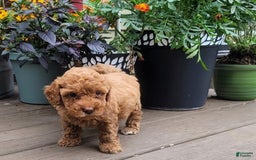 Bichpoo dogs for sale: Bichpoo 7 puppies - Image 2