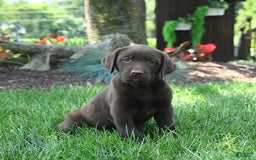 Labrador Retriever dogs for sale: Whimsy - Image 9