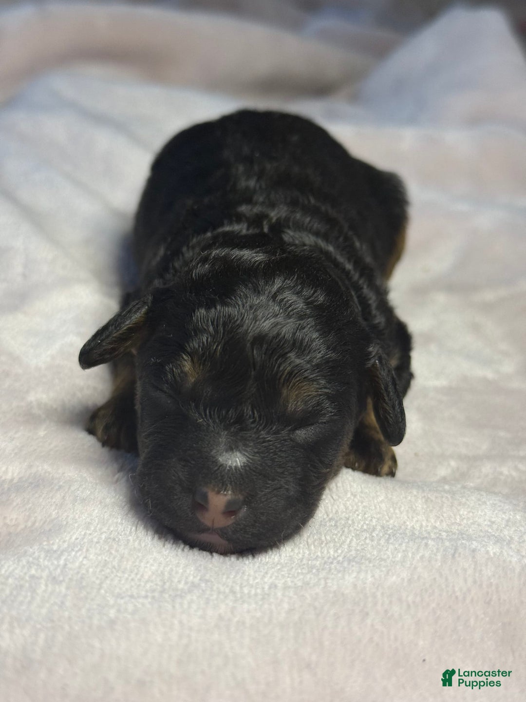 Miniature Poodle dogs for sale: Jasmine - Image 1