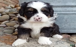 Mini Bernedoodle dogs for sale: Banjo - Image 27