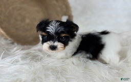 Yorkshire Terrier dogs for sale: Theo - Image 4