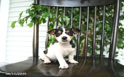 Jack Russell Terrier dogs for sale: Zoey - Image 2