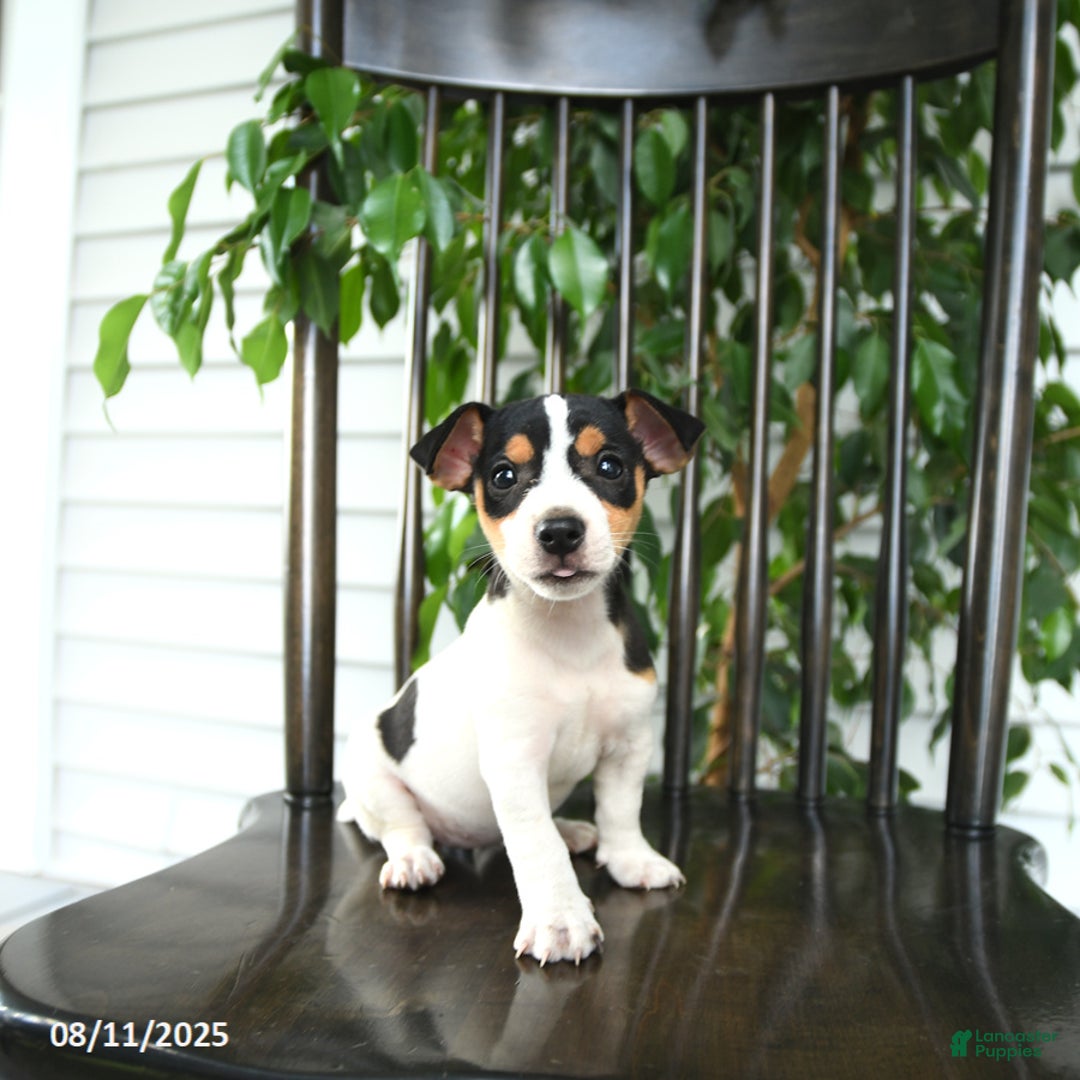 Jack Russell Terrier dogs for sale: Zoey - Image 2