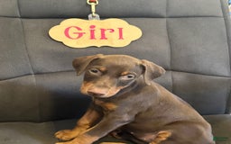 Doberman Pinscher dogs for sale: Vivian - Image 3