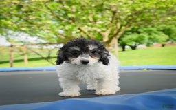 Bichpoo dogs for sale: Biko - Listing for pets: Baba, Biko, Buddy, Bo, Benny, Barry, Betty - Image 9
