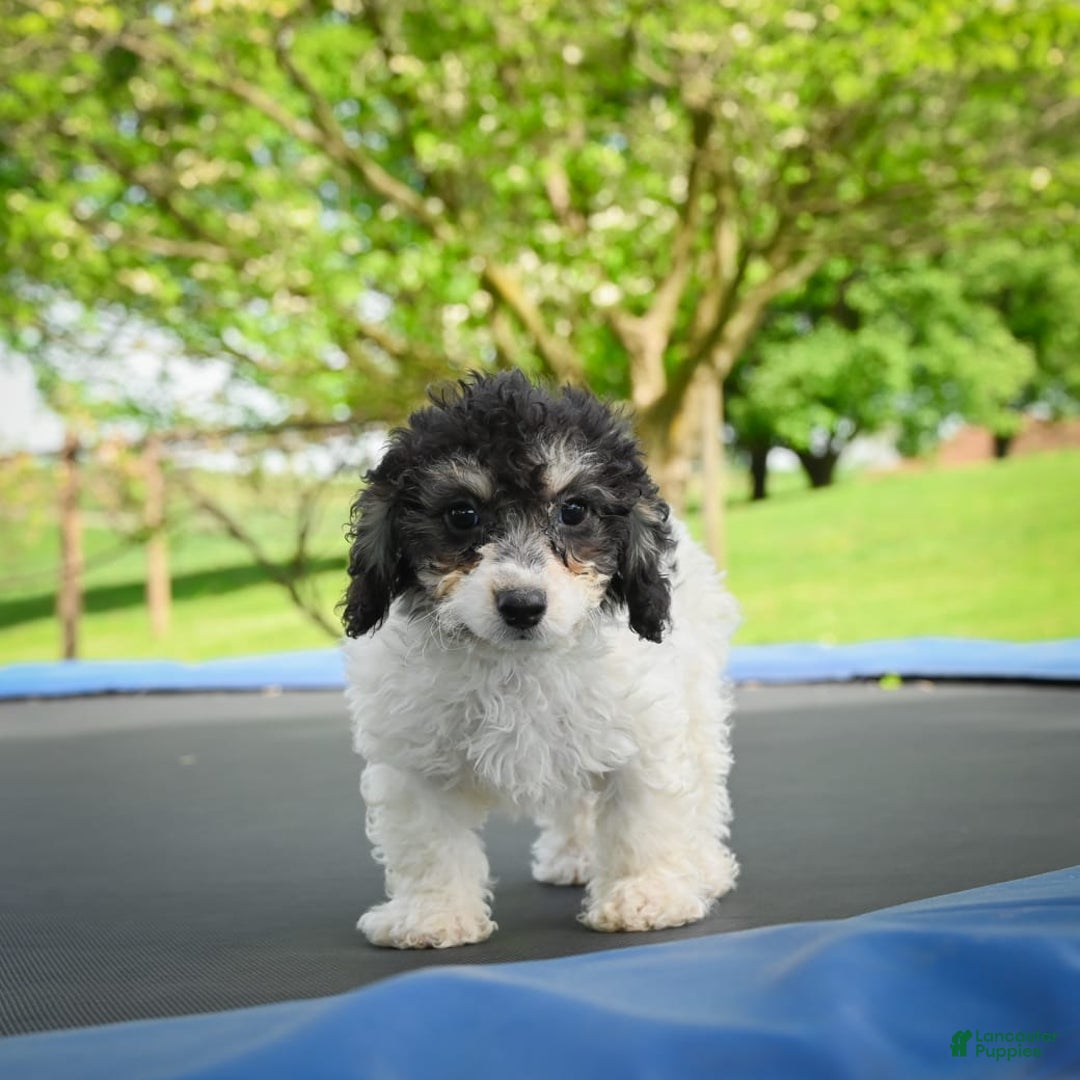 Bichpoo dogs for sale: Biko - Listing for pets: Baba, Biko, Buddy, Bo, Benny, Barry, Betty - Image 9