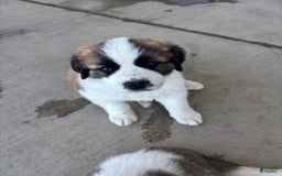 Saint Bernard dogs for sale: Jane Doe2 - Image 3