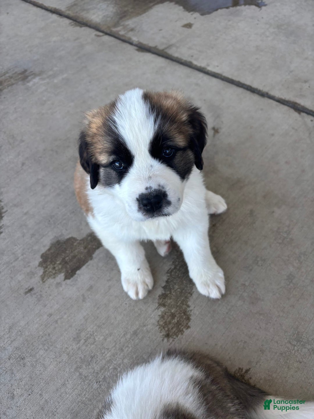 Saint Bernard dogs for sale: Jane Doe2 - Image 3