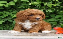 Cavapoo dogs for sale: Cavapoo 5 puppies - Image 4