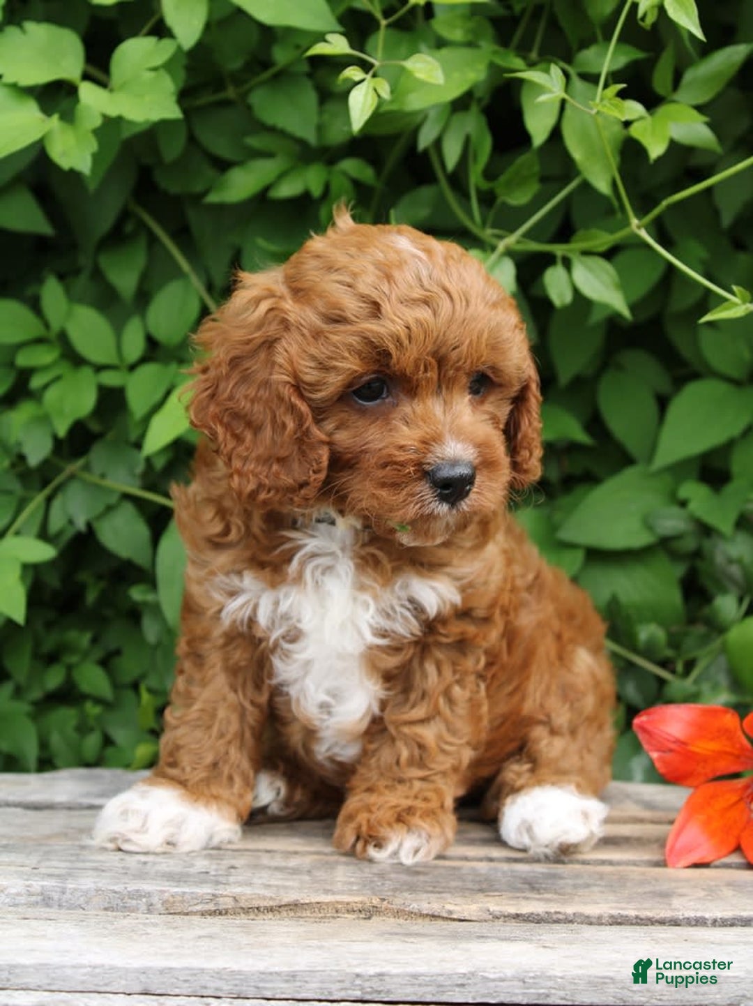 Cavapoo dogs for sale: Cavapoo 5 puppies - Image 4
