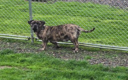 Cane Corso dogs for sale: Bear - Image 4