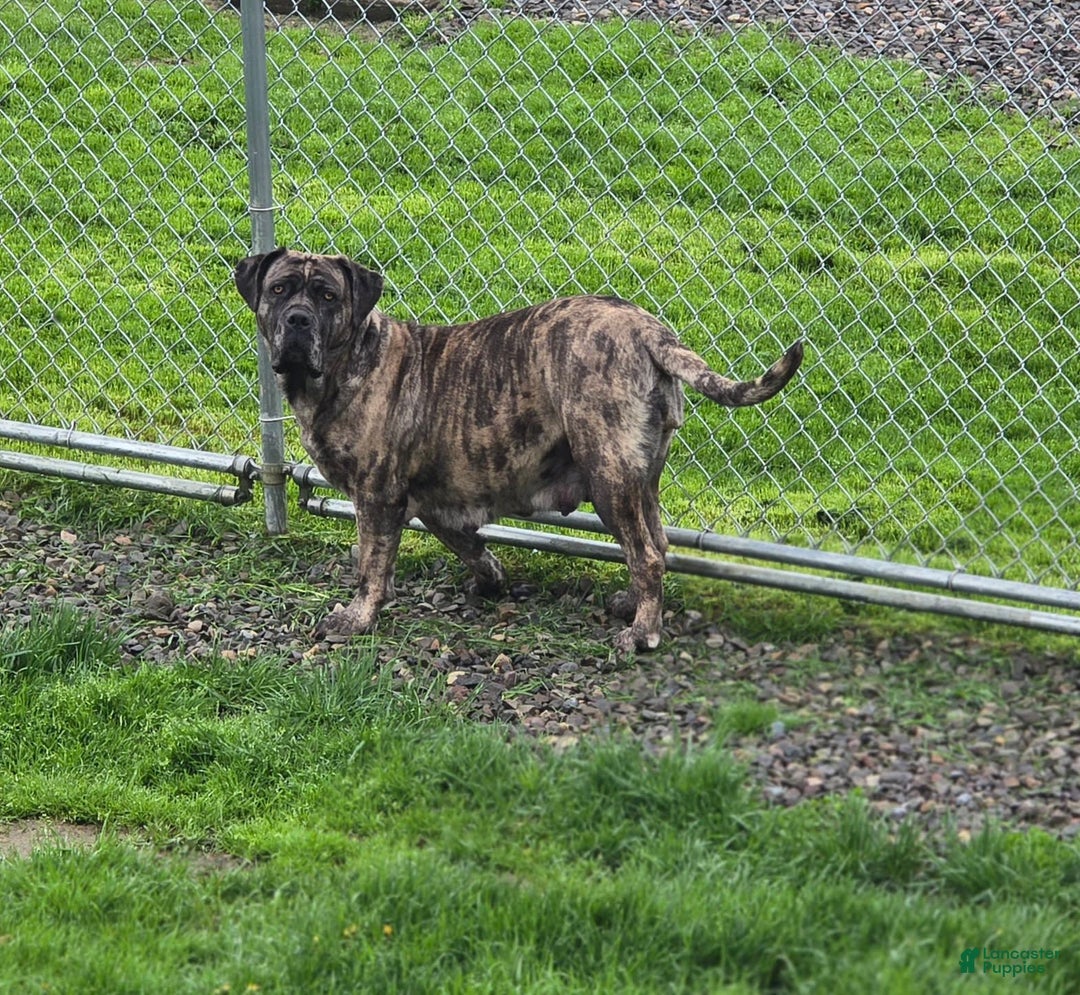 Cane Corso dogs for sale: Bear - Image 4