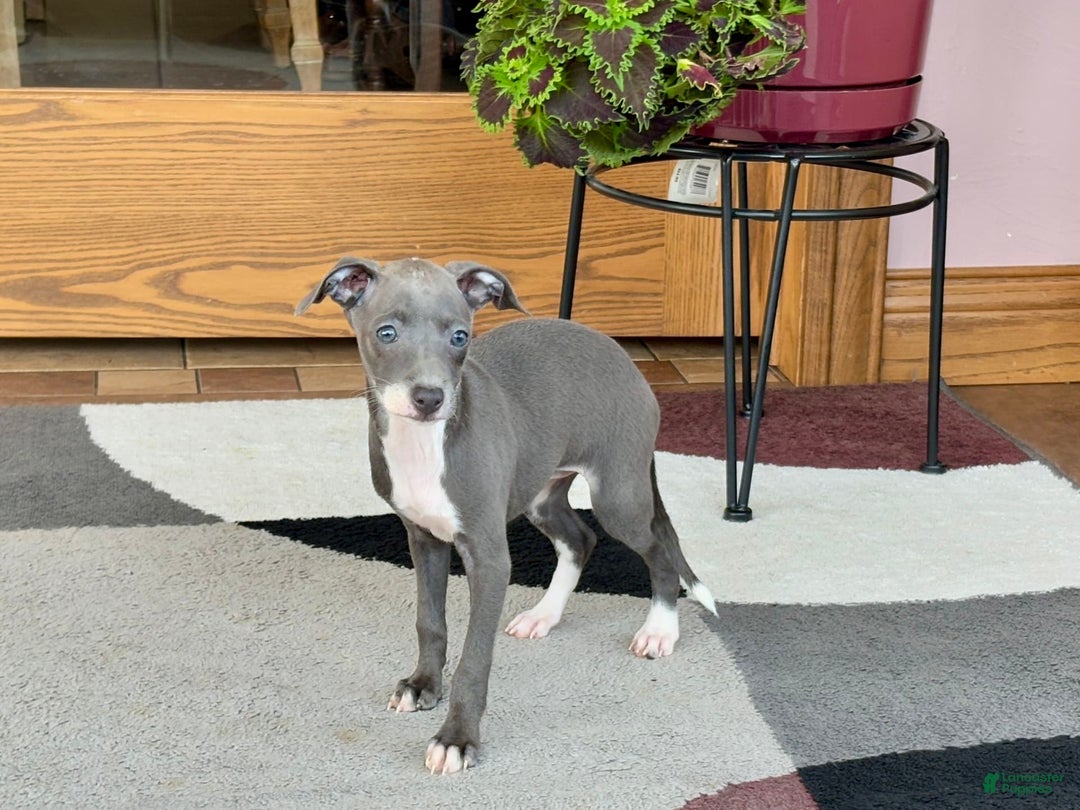 Italian Greyhound dogs for sale: Kk - Image 7