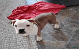 Boston Terrier dogs for sale: Porky - Image 6
