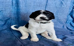 Standard Poodle dogs for sale: Levi - Image 2