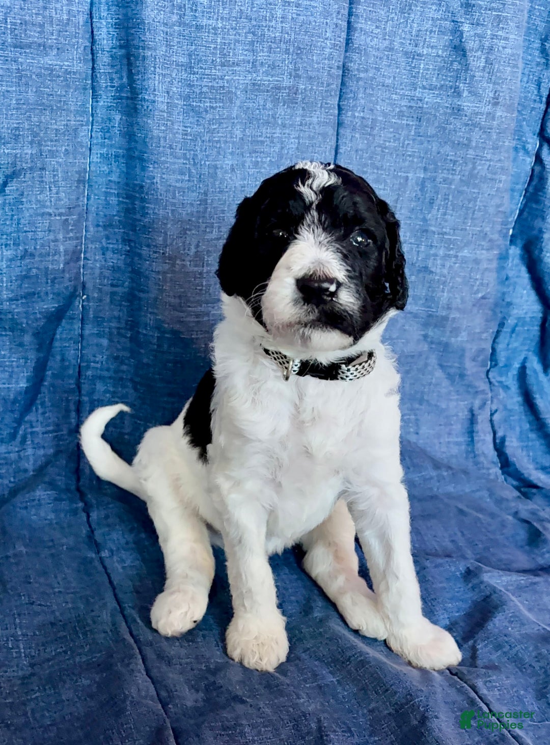 Standard Poodle dogs for sale: Levi - Image 2