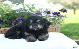 Cavapoo dogs for sale: Kitkat - Image 3