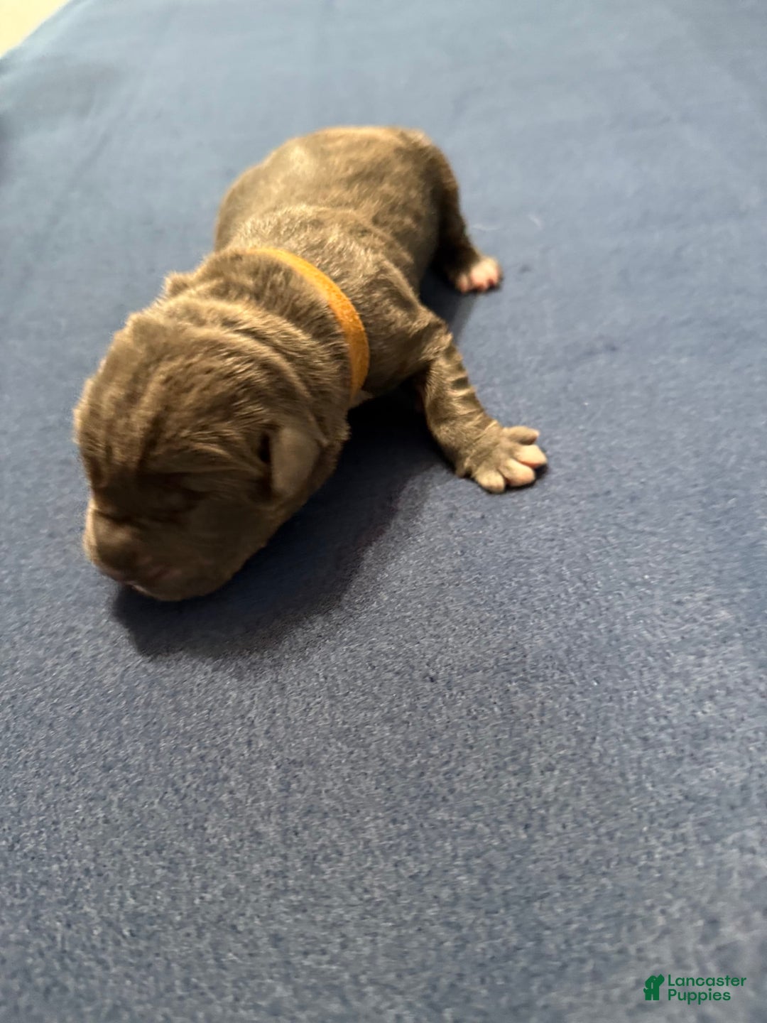 Cane Corso dogs for sale: Brownie - Image 7