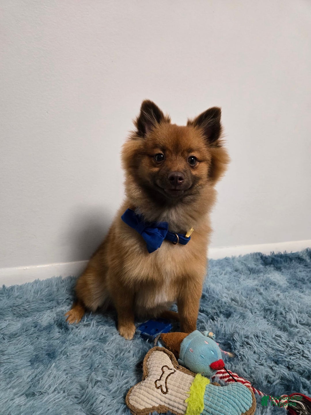 Pomeranian dogs for sale: Milo - Image 1