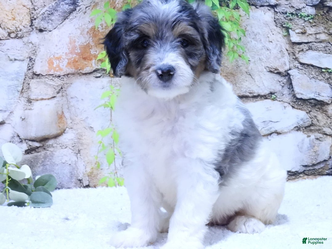 Mini Goldendoodle dogs for sale: Violet F1b - Image 3