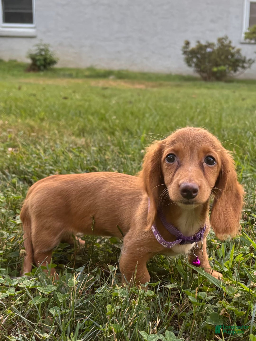 Miniature Dachshund dogs for sale: Toast - Image 1
