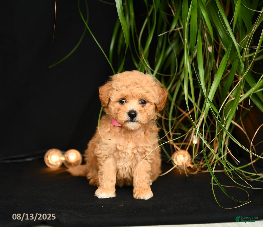 Teddy Bear dogs for sale: Rythmn - Image 2