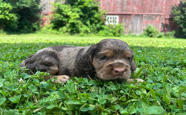 Cockapoo dogs for sale - Ad 2