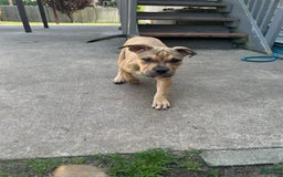 American Bully dogs for sale: Enzo - Image 6