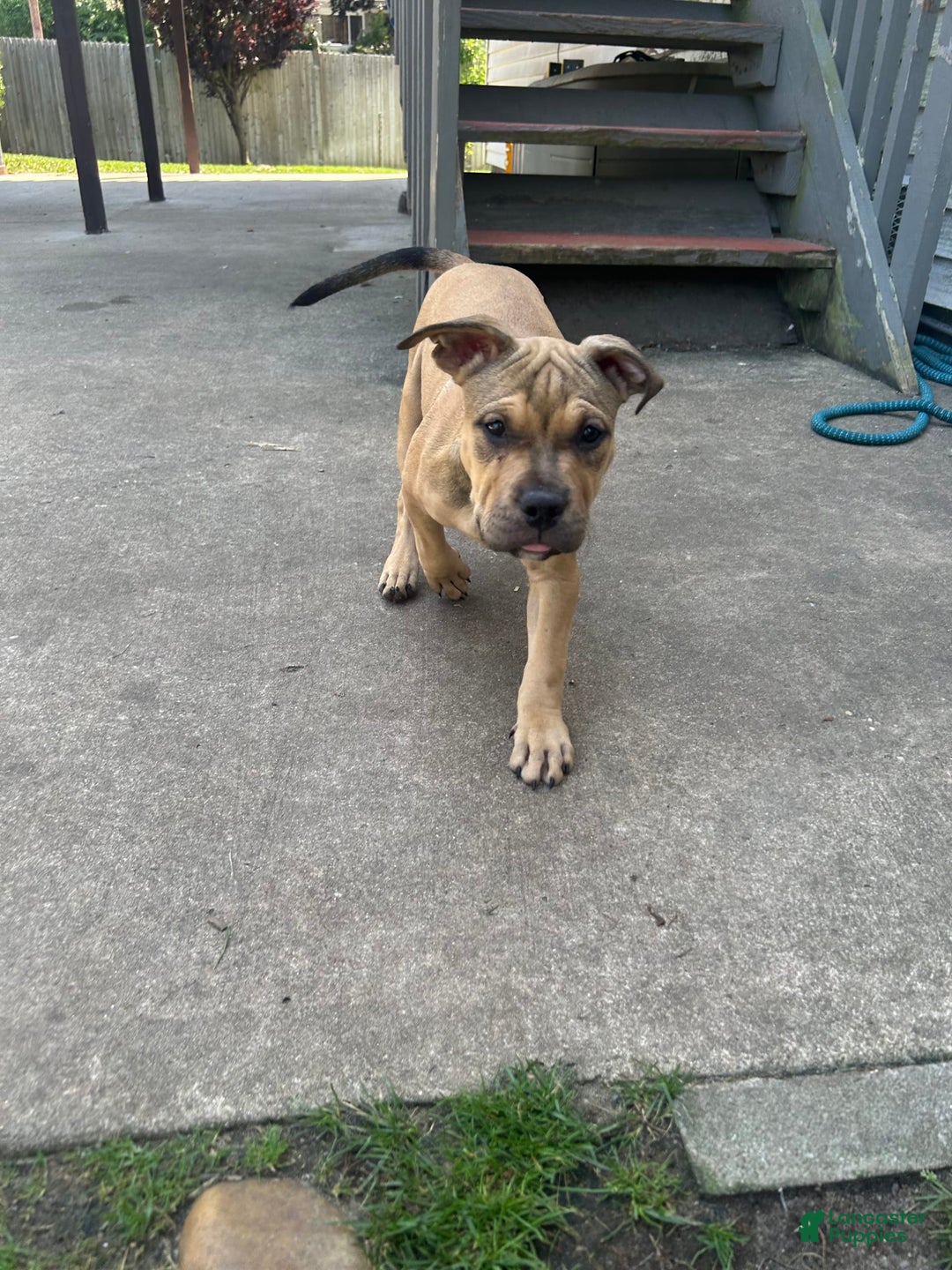 American Bully dogs for sale: Enzo - Image 6