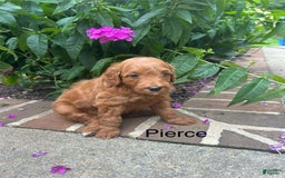 Mini Goldendoodle dogs for sale: Pierce - Image 3