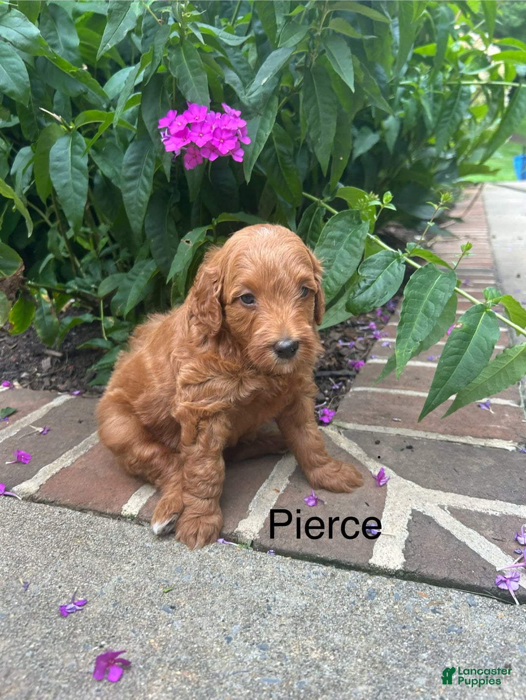 Mini Goldendoodle dogs for sale: Pierce - Image 3