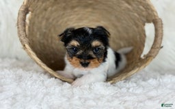 Yorkshire Terrier dogs for sale: Luka - Image 7