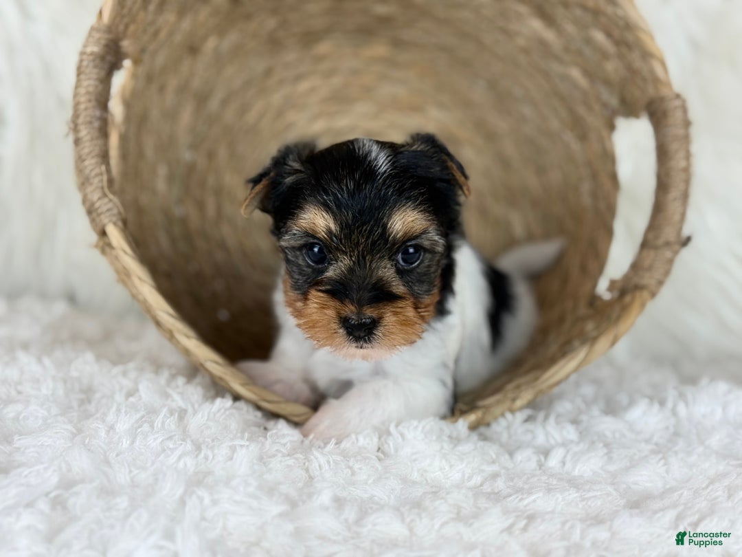 Yorkshire Terrier dogs for sale: Luka - Image 7