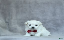 Maltese dogs for sale: Kobey - Image 11