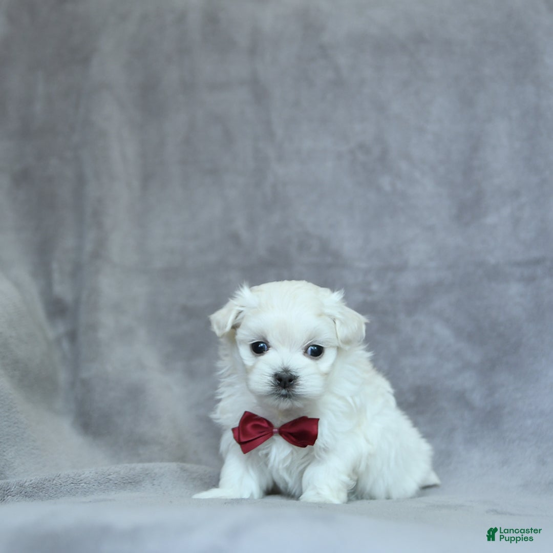 Maltese dogs for sale: Kobey - Image 11