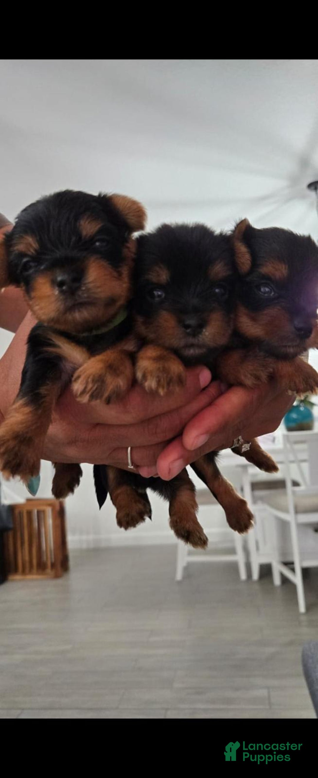 Yorkshire Terrier dogs for sale: Blue - Image 1