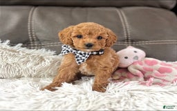 Mini Goldendoodle dogs for sale: Minnie Mini F1b - Image 5