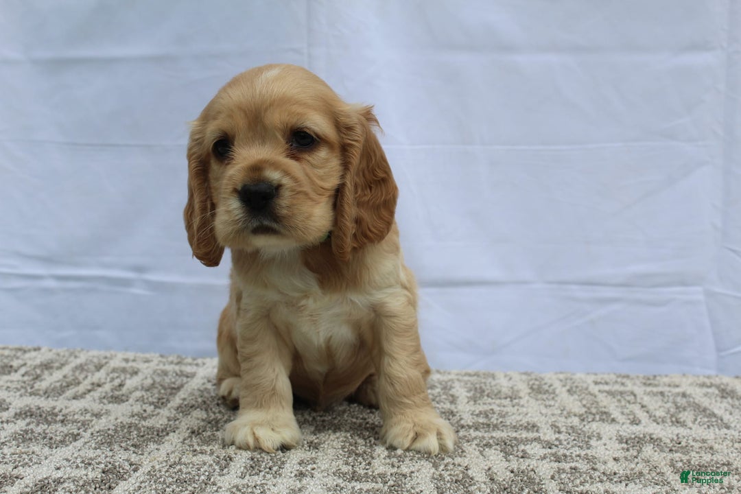 Cocker Spaniel dogs for sale: Reed - Image 3