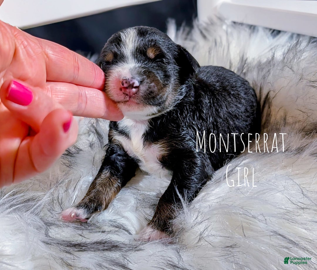Mini Bernedoodle dogs for sale: Montserrat - Image 1