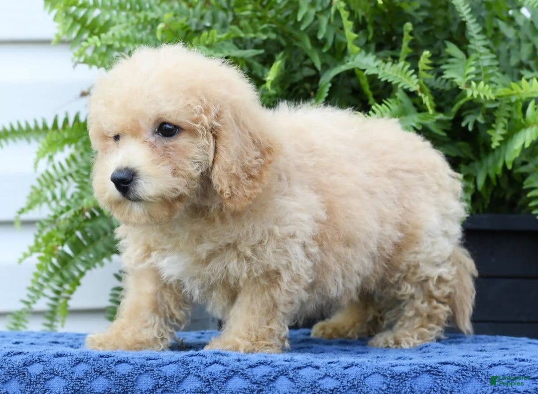 Bichpoo dogs for sale: Doogie - Image 6