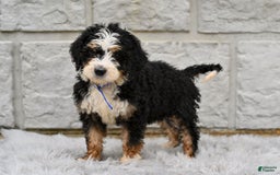 Bernedoodle dogs for sale: Rosy - Image 3