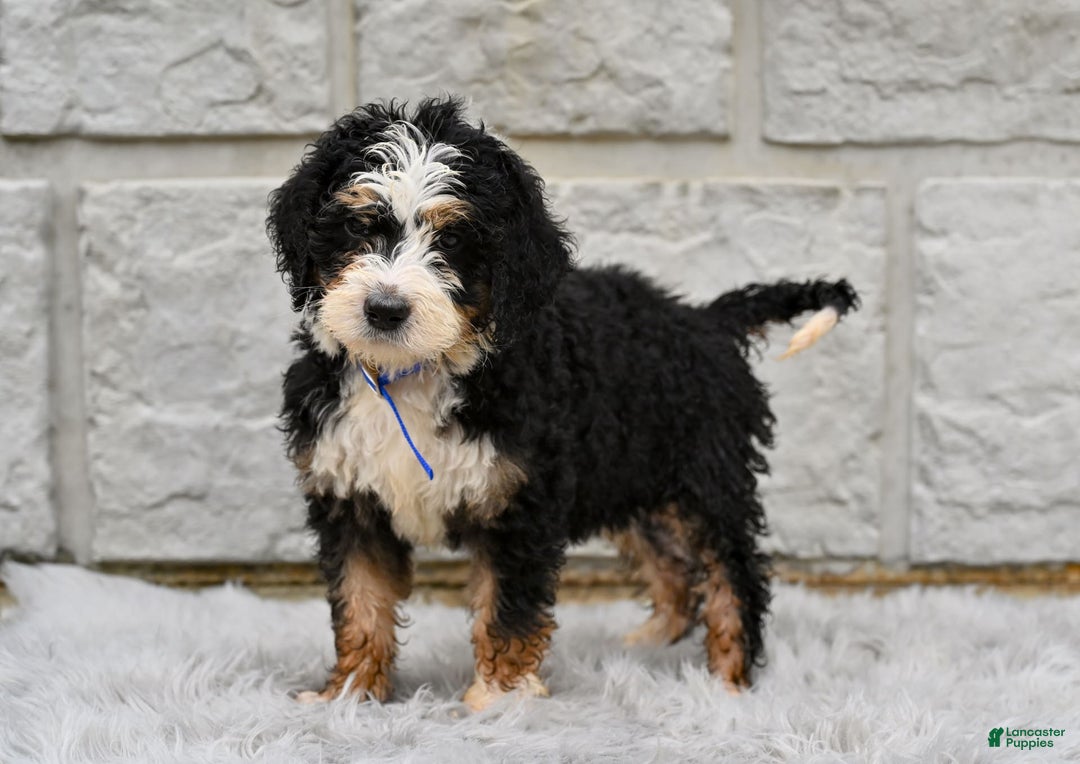 Bernedoodle dogs for sale: Rosy - Image 3