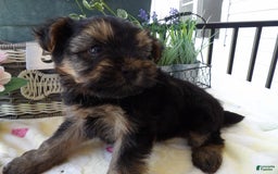 Yorkshire Terrier dogs for sale: Yorkshire Terrier 3 puppies - Image 2