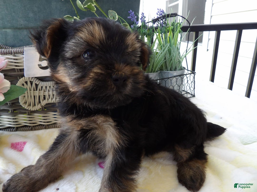 Yorkshire Terrier dogs for sale: Yorkshire Terrier 3 puppies - Image 2