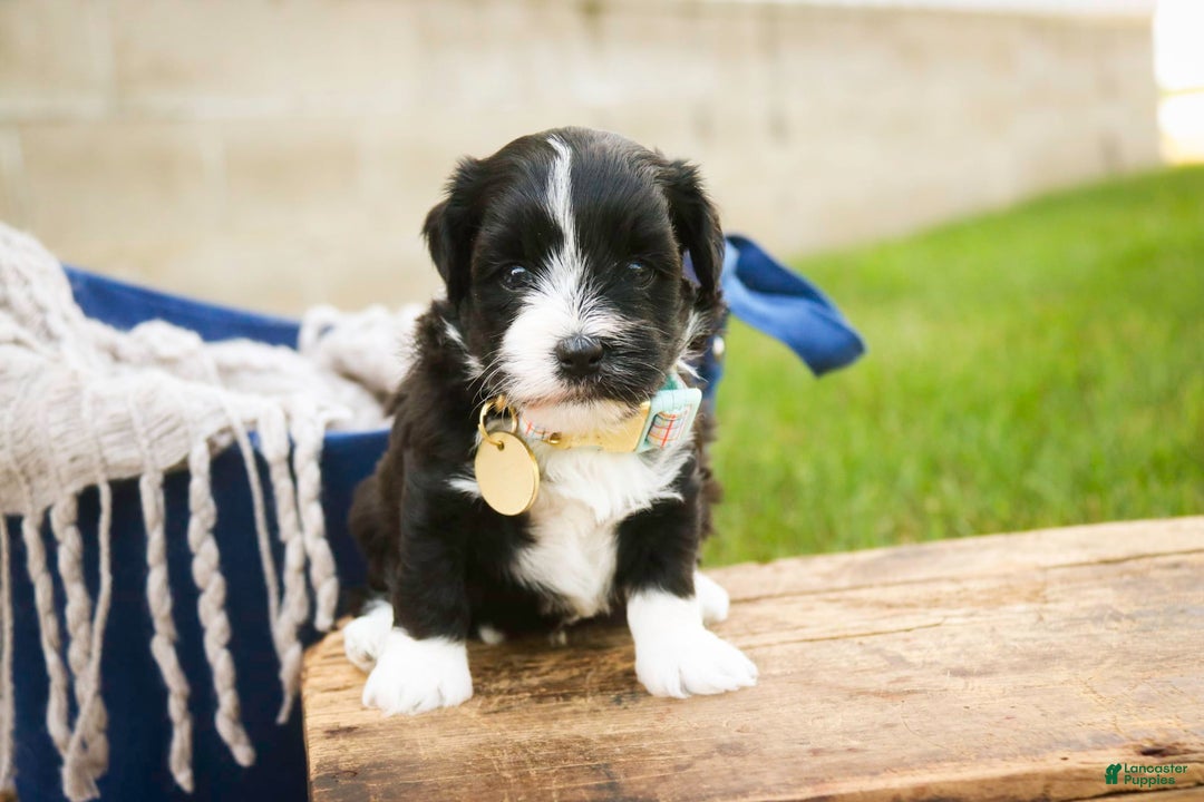 Havanese dogs for sale: Roo - Image 11