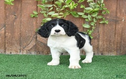 English Springer Spaniel dogs for sale: Olivia - Image 2