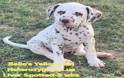Dalmatian dogs for sale: Belles Yellow Lua Liver Spotted Girl - Image 1