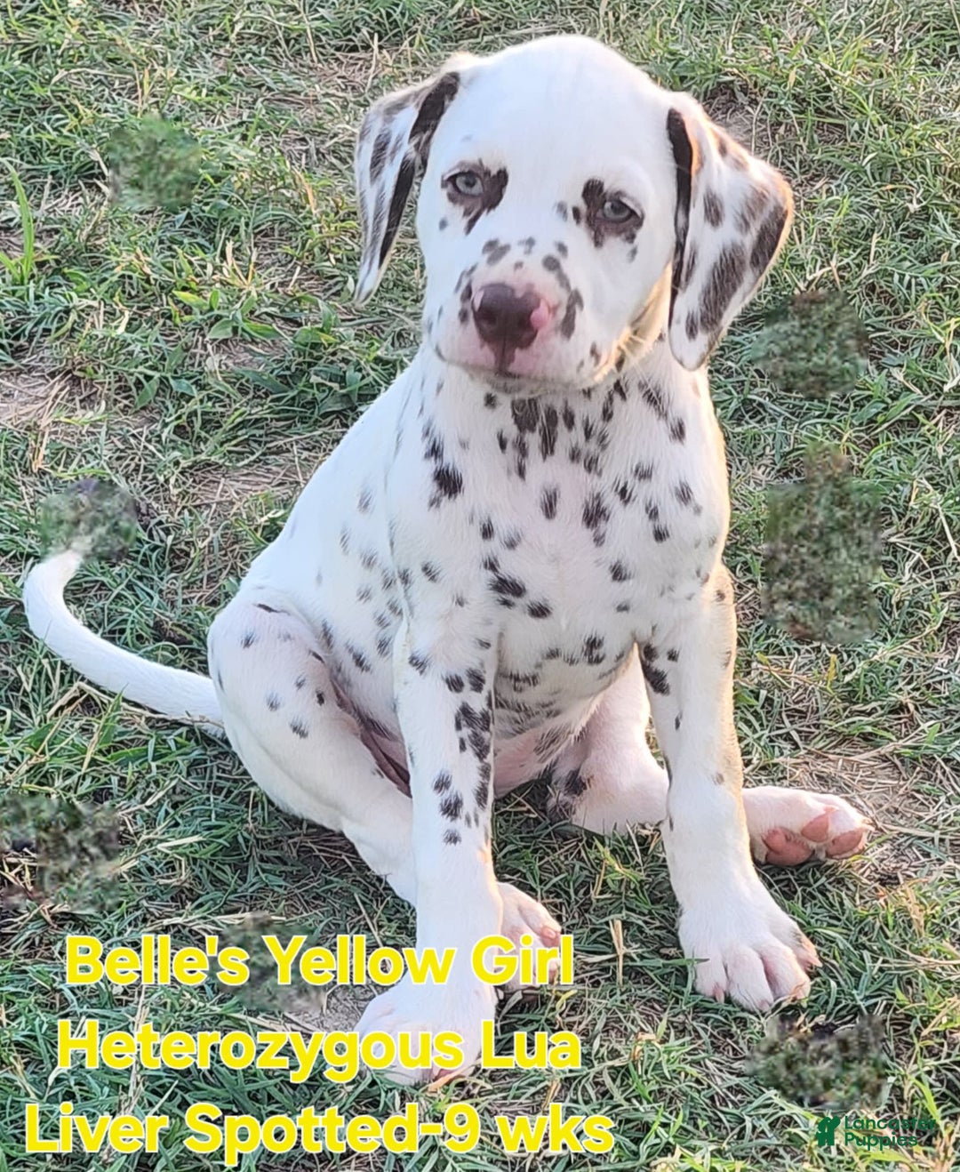 Dalmatian dogs for sale: Belles Yellow Lua Liver Spotted Girl - Image 1